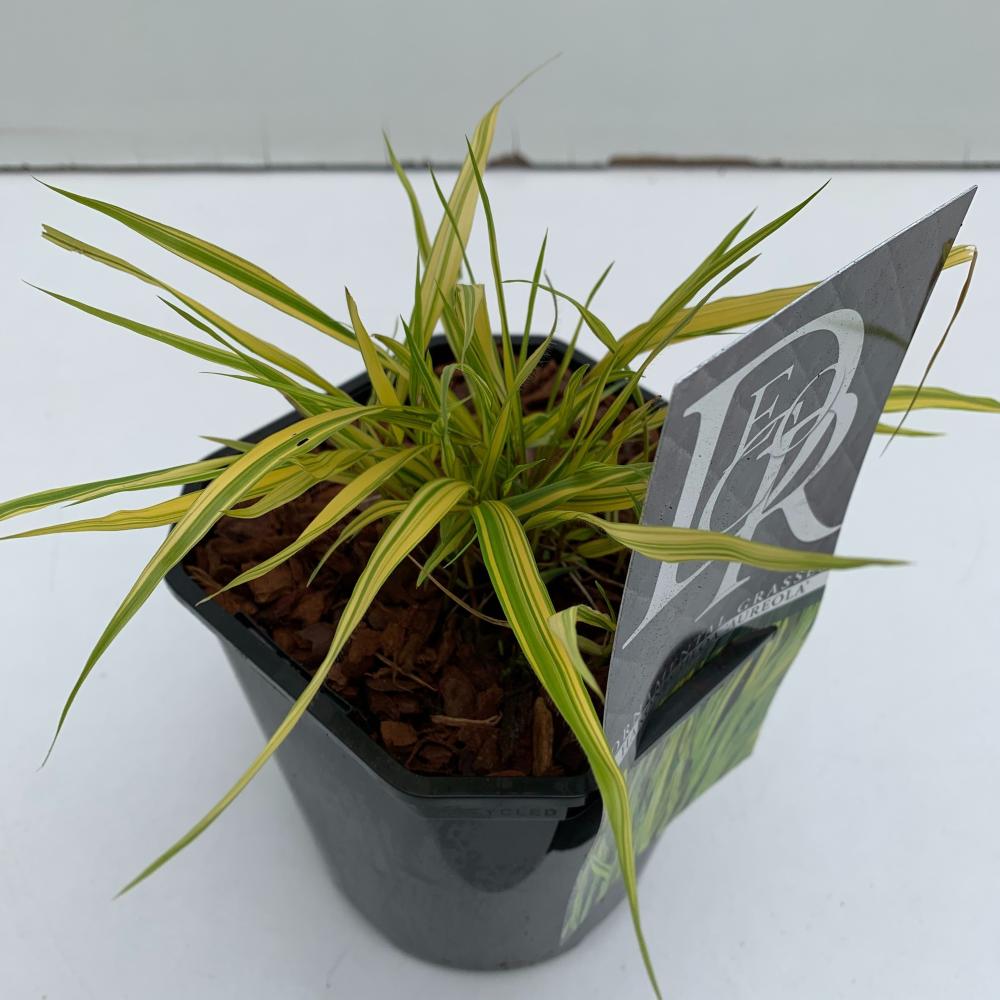Hakonechloa