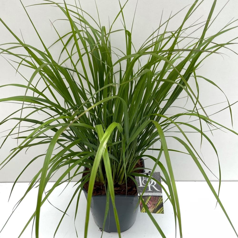 Pennisetum