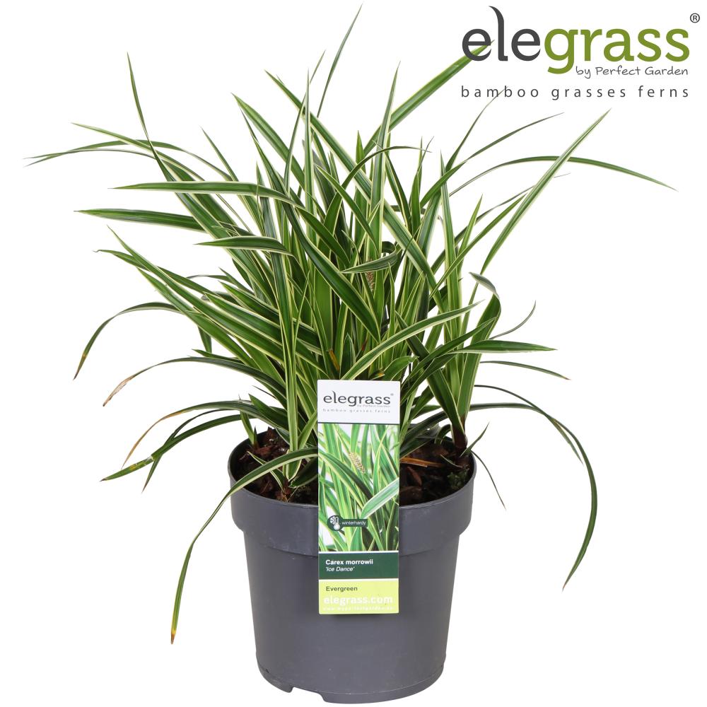 carex