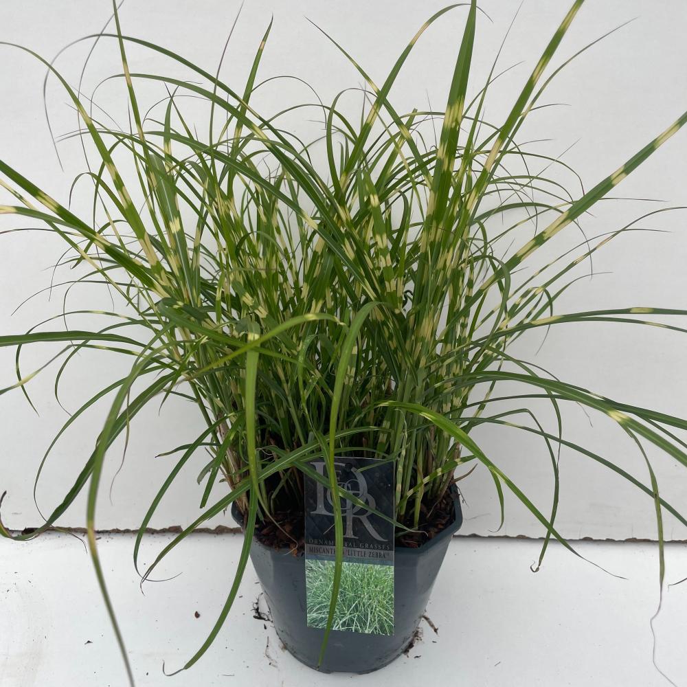 Miscanthus