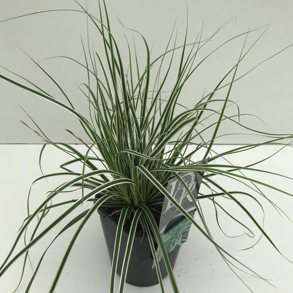 Carex