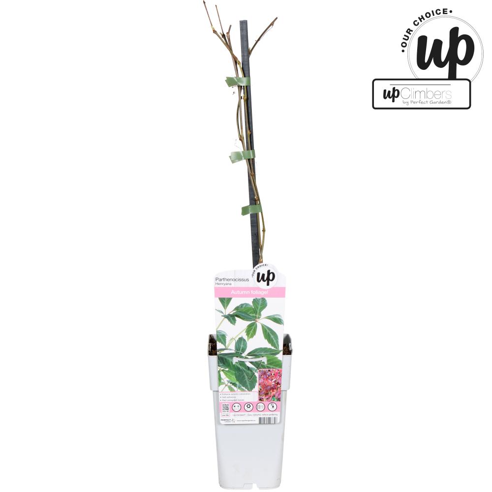 parthenocissus