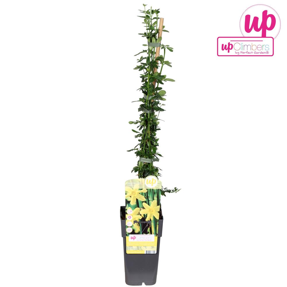 Jasminum