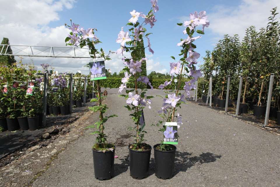 clematis
