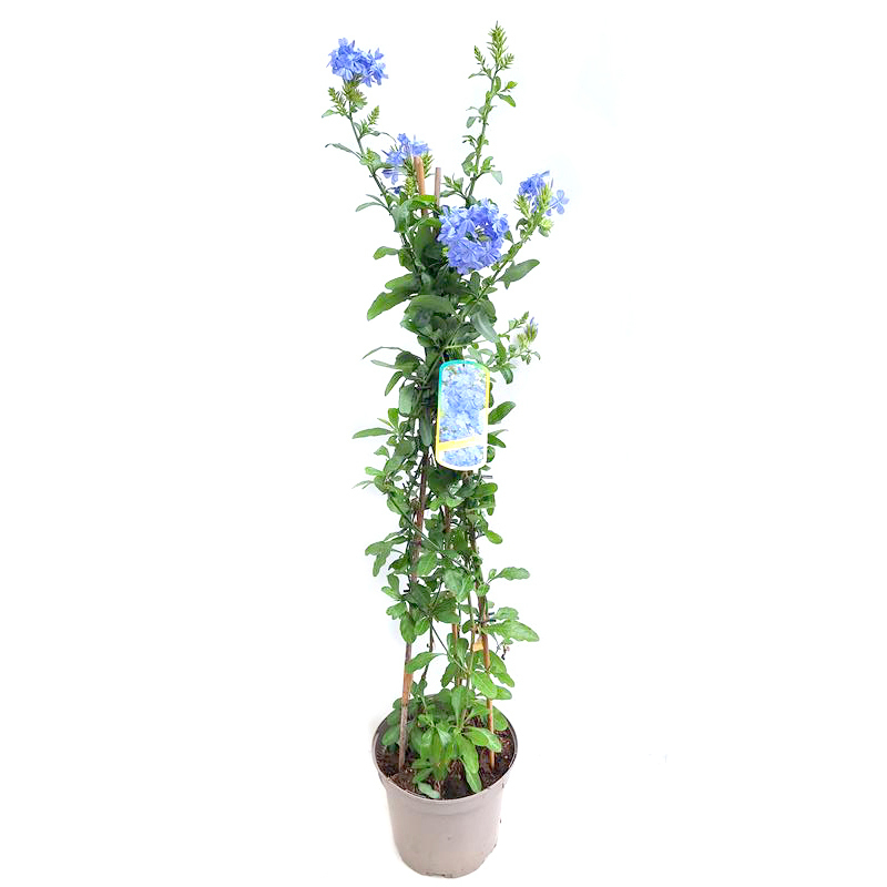 Plumbago
