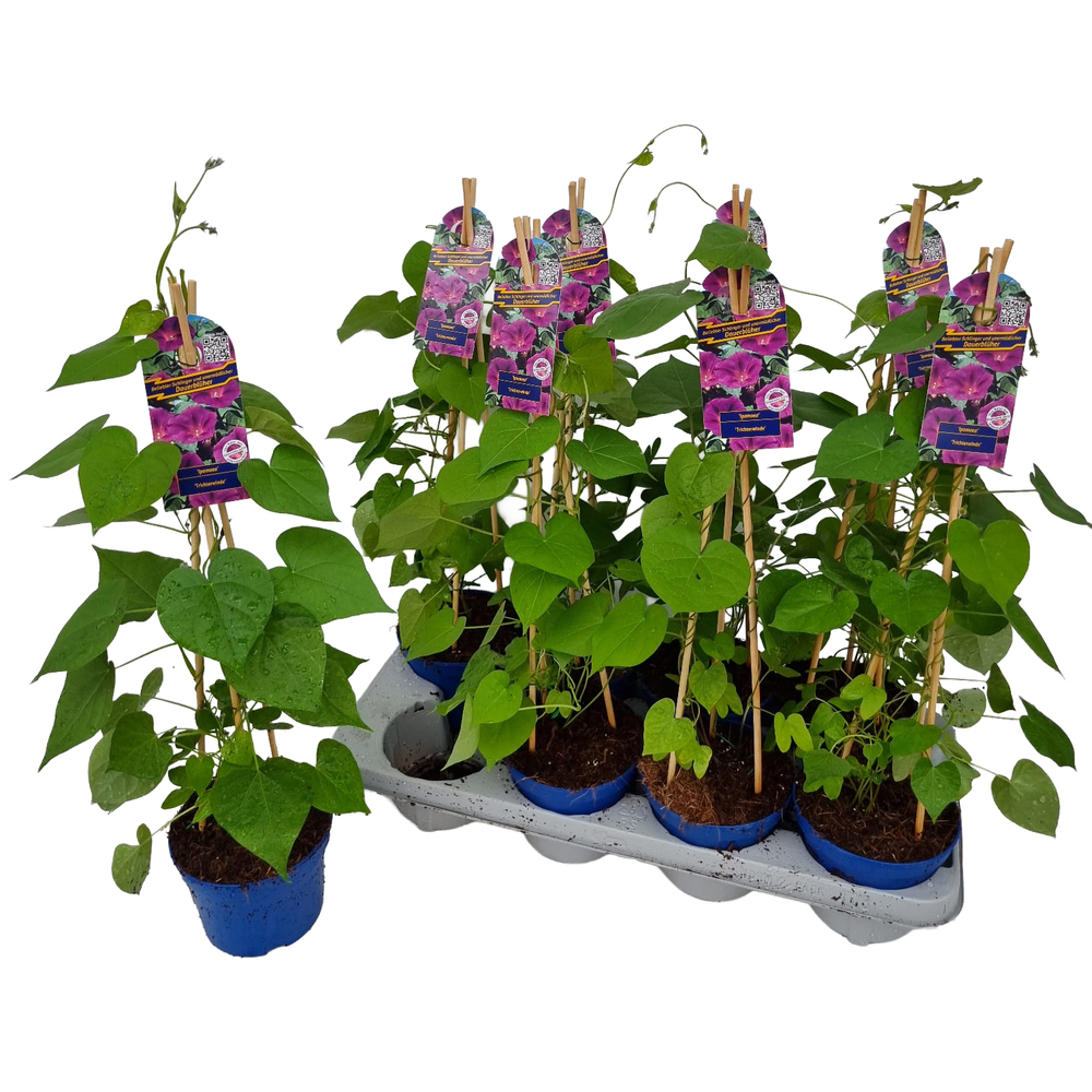 ipomoea purpurea
