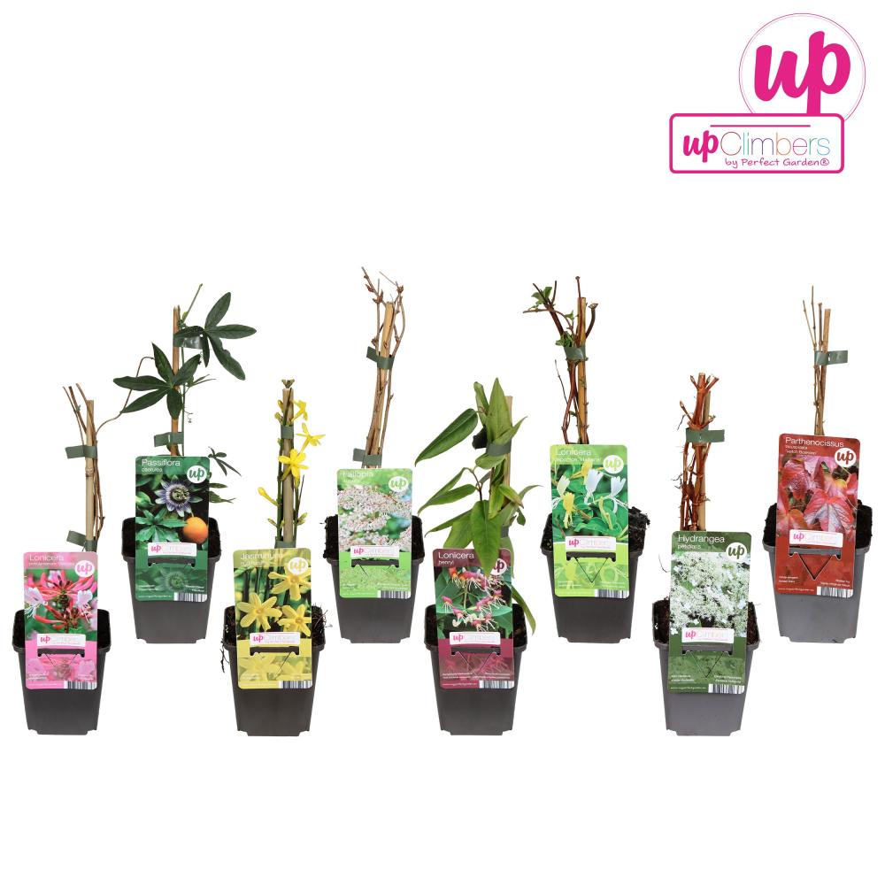 plantes mix