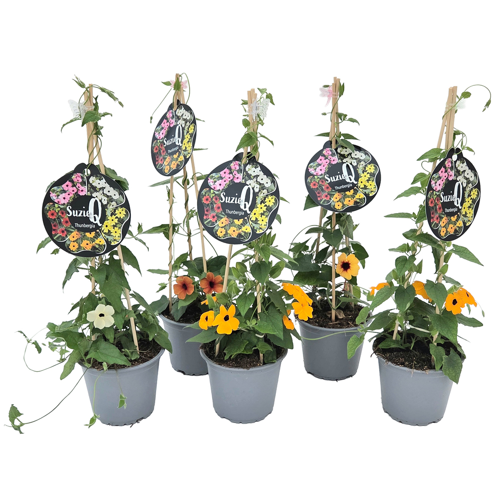 Thunbergia alata suzie q