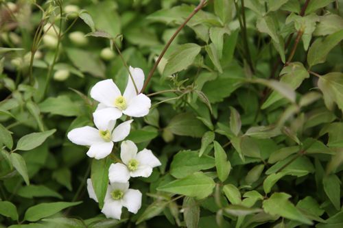 clematis