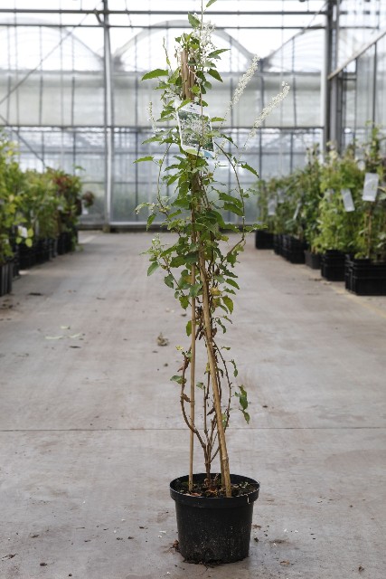 Fallopia (polygonum)