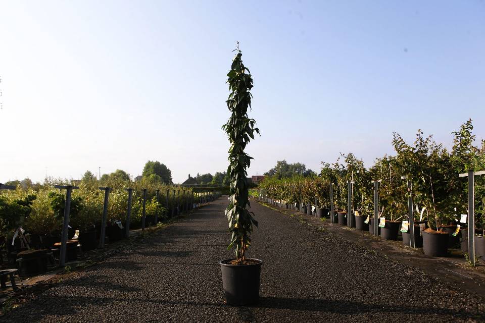 Lonicera