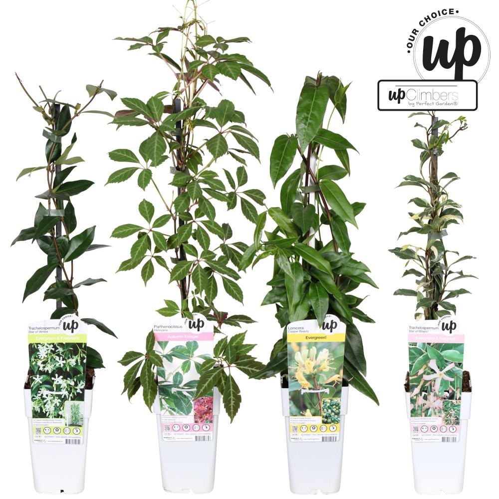 plantes mix