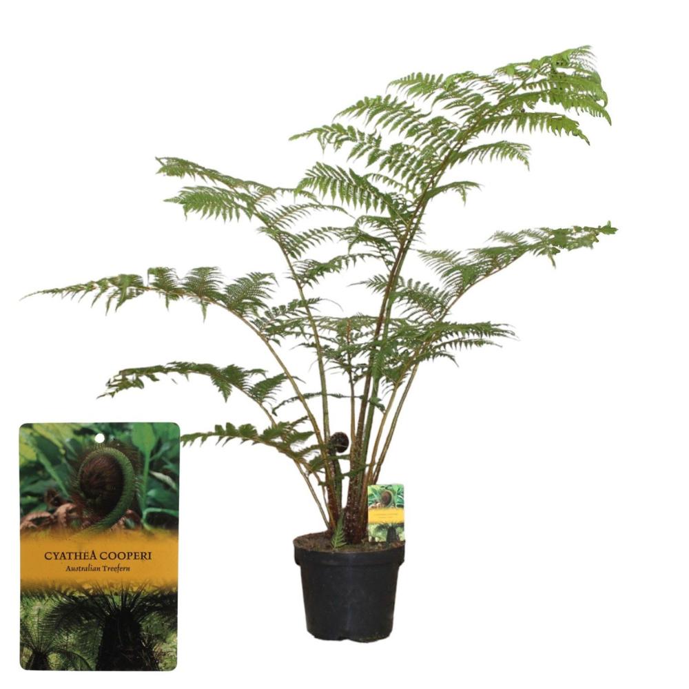 Cyathea