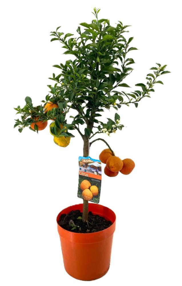 citrus