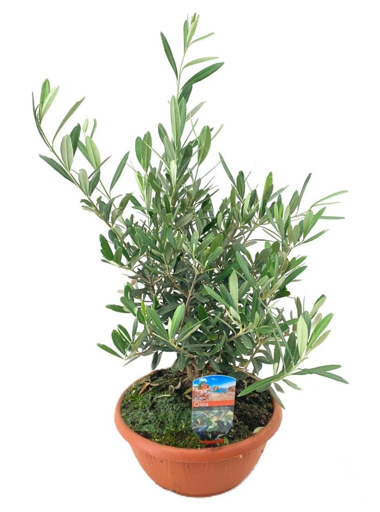 olea
