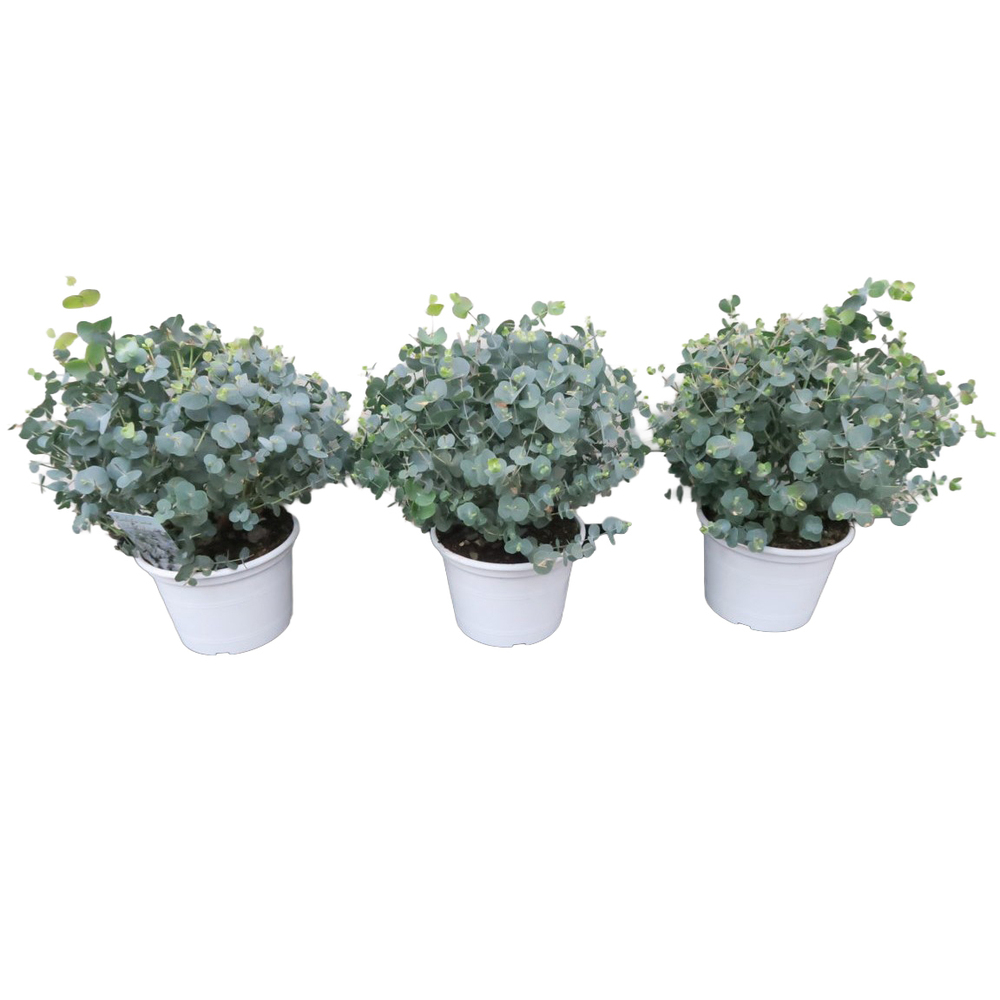 Eucalyptus cinerea silver dollar