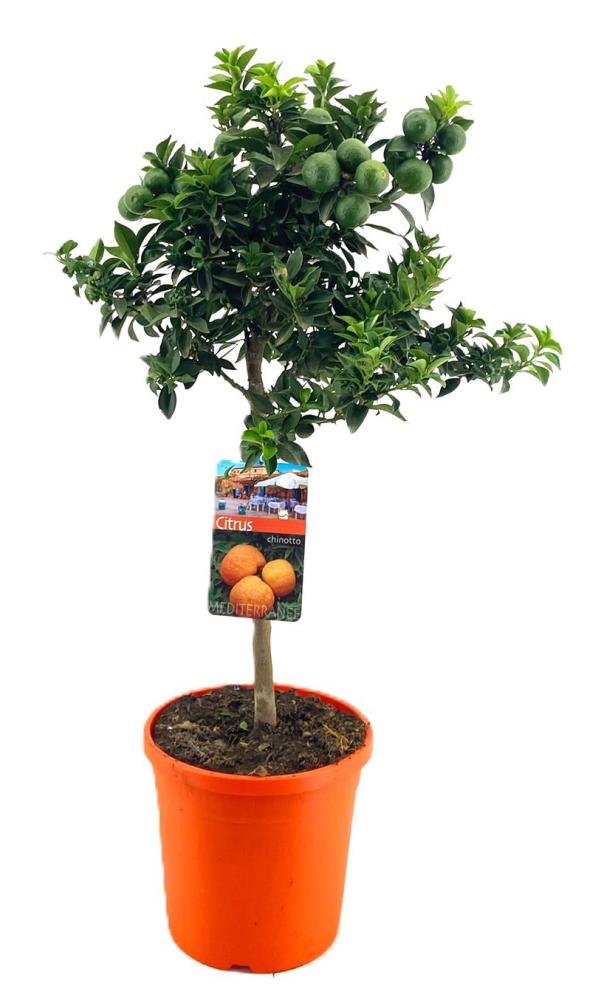 citrus