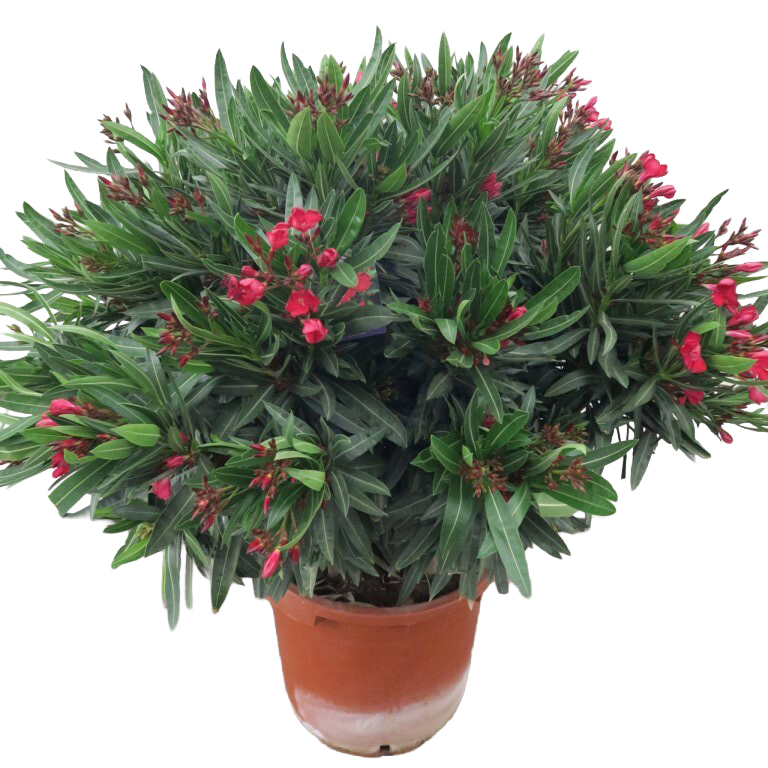 Nerium oleander