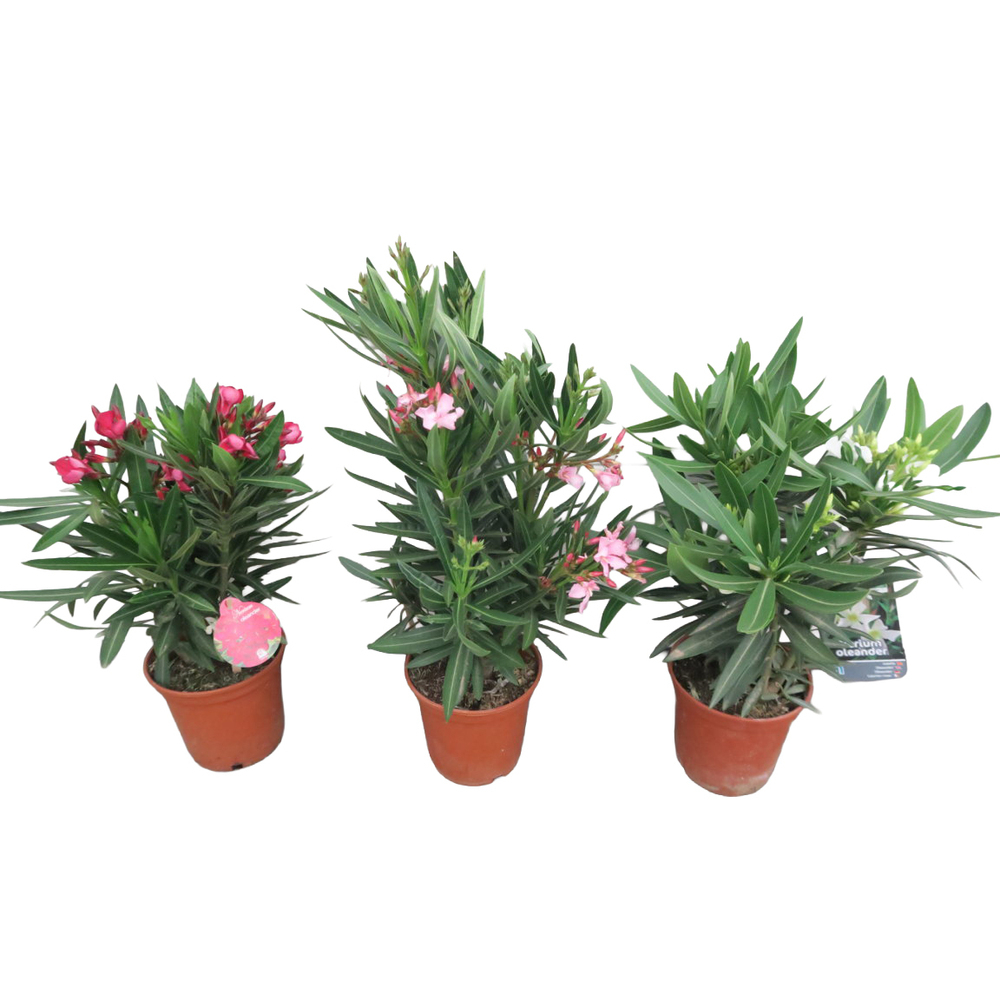 Nerium oleander