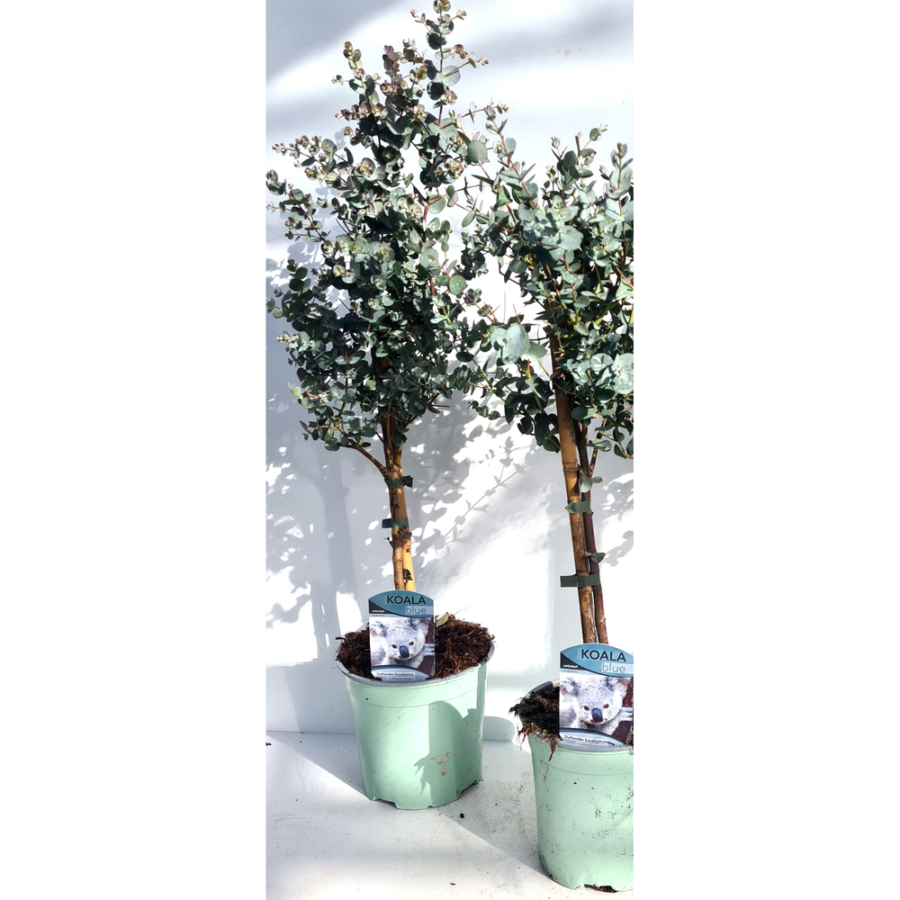 eucalyptus gunnii