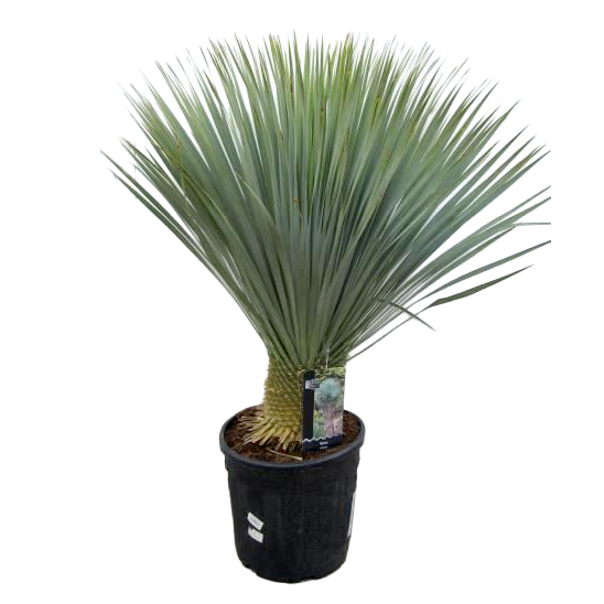 Yucca rostrata