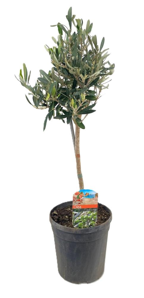 olea