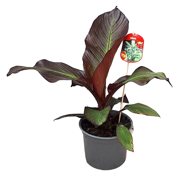 musa