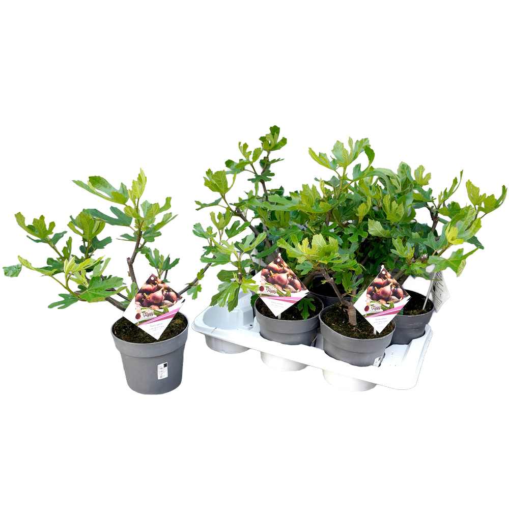 ficus carica little miss figgy