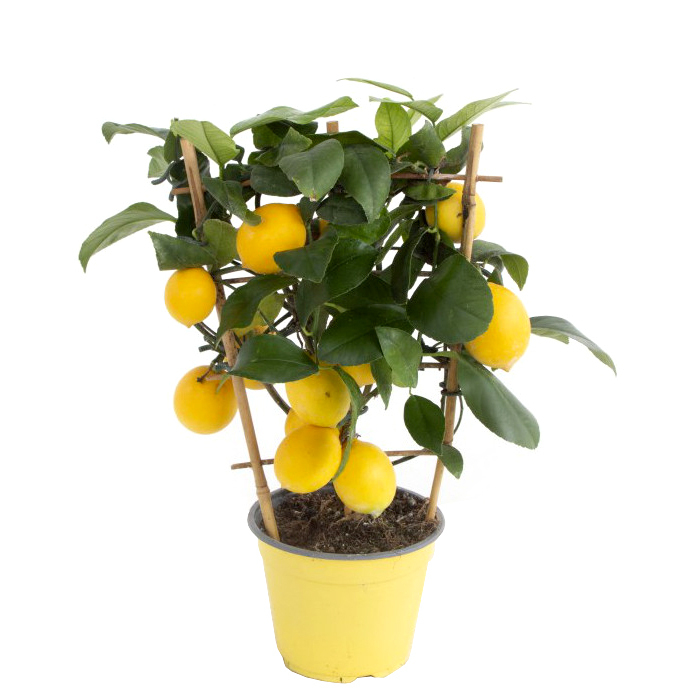Citrus limon (zitrone)