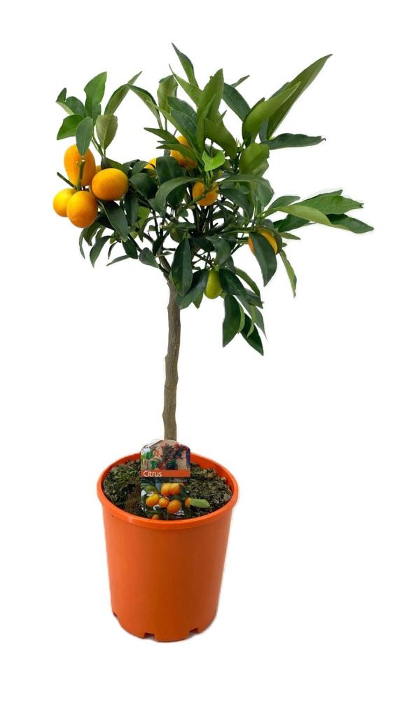 citrus