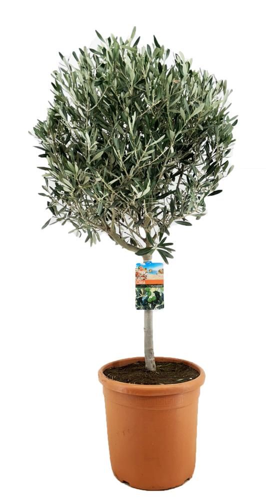 olea