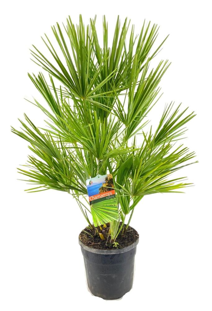 chamaerops