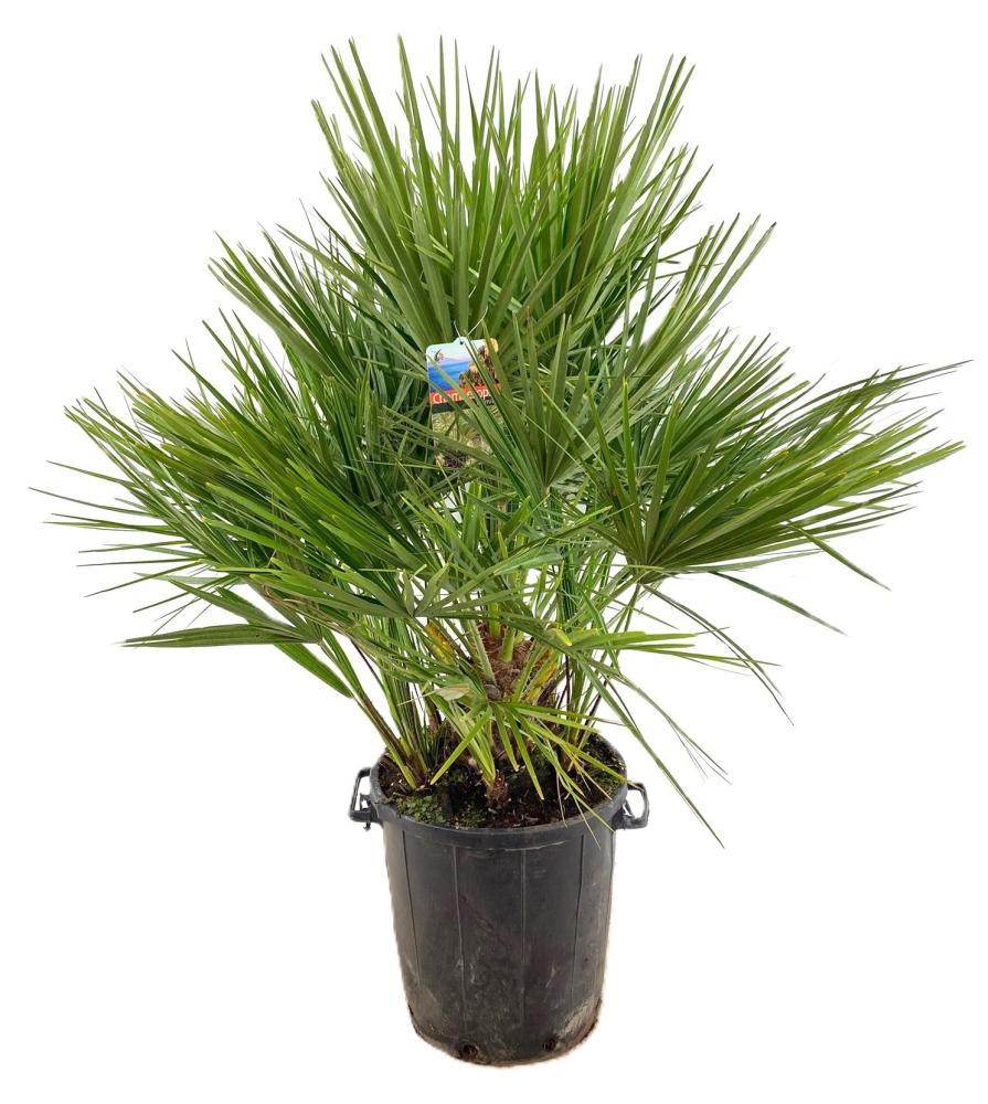 chamaerops