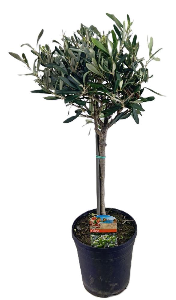 olea