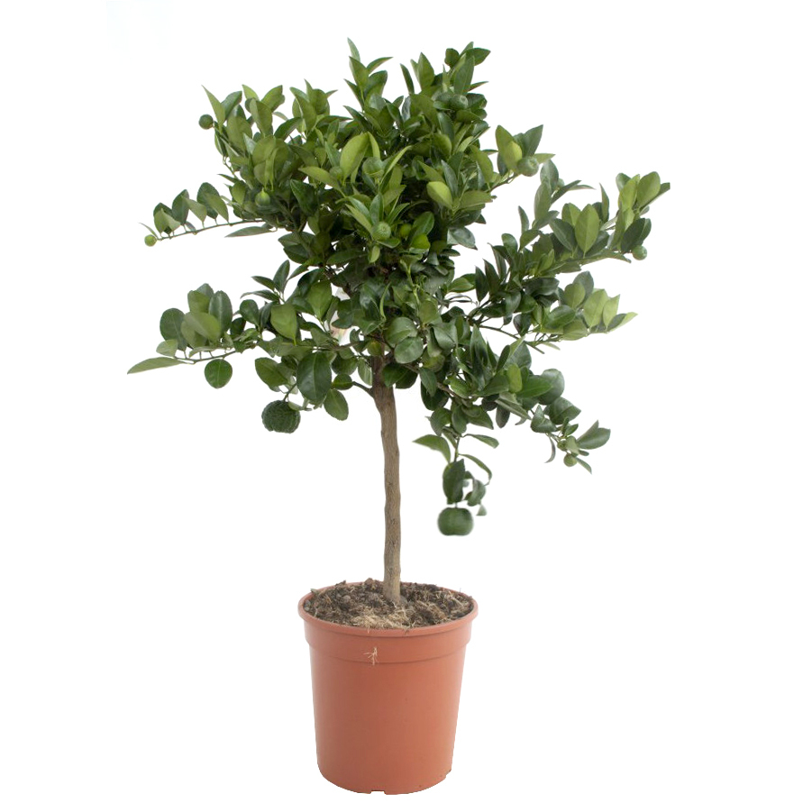 Citrus limetta pursha