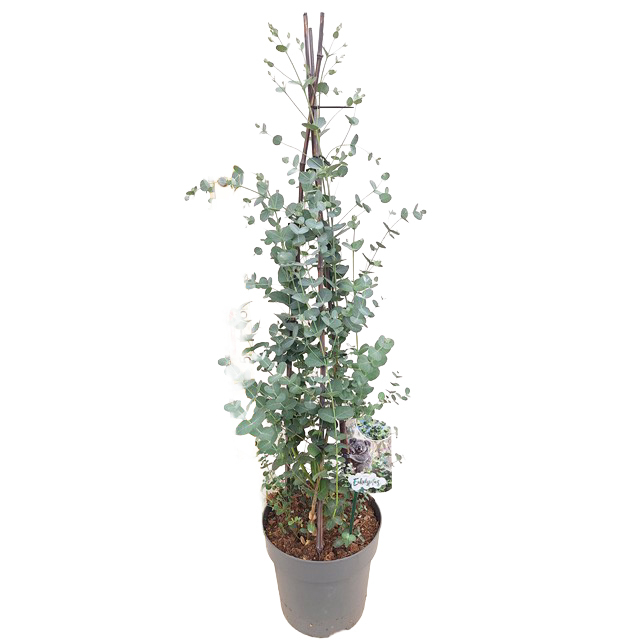 Eucalyptus gunnii