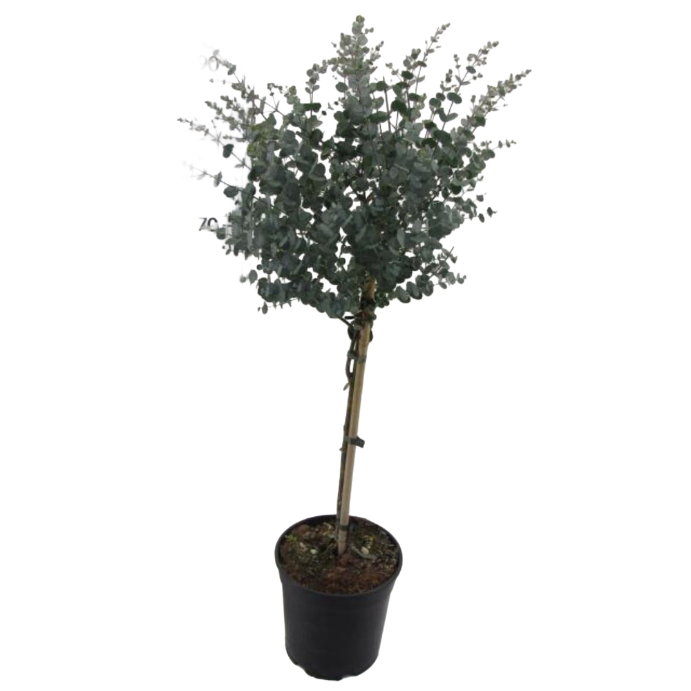 Eucalyptus gunnii azura