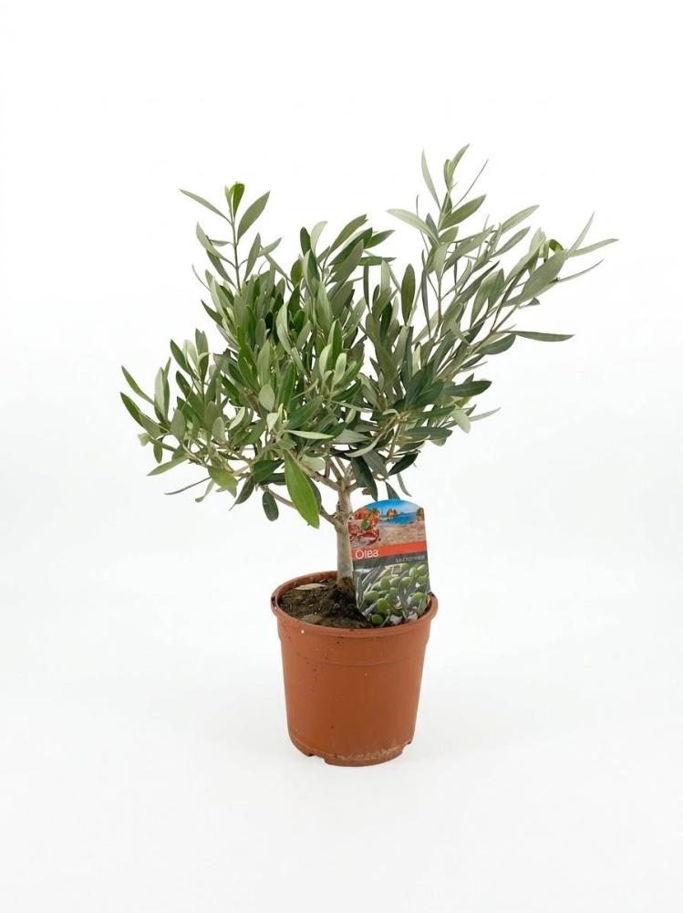 olea
