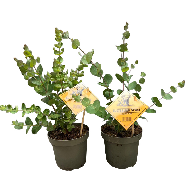eucalyptus