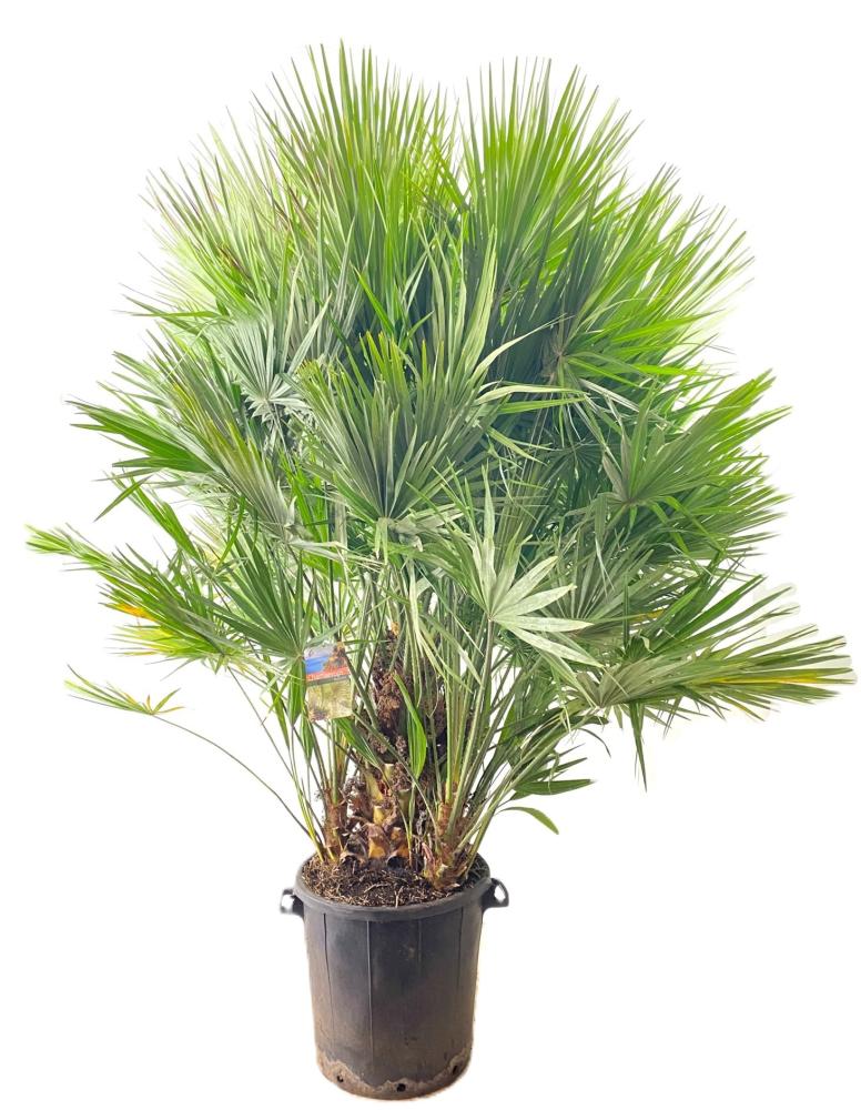 chamaerops