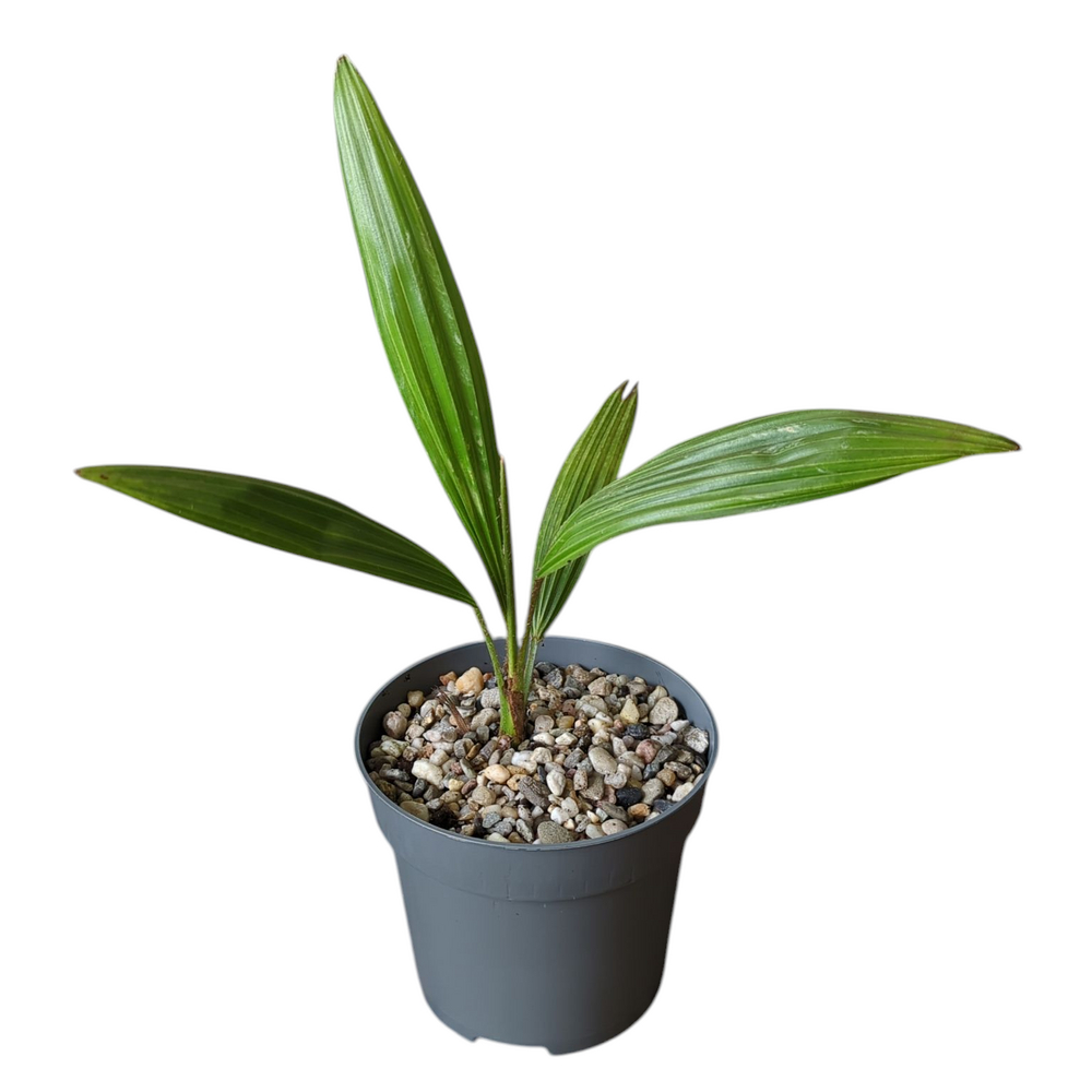 Trachycarpus fortunei
