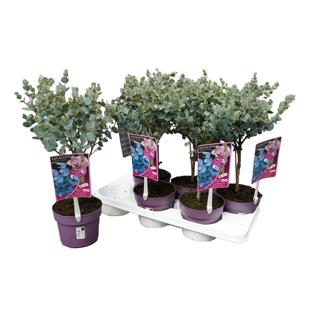 Eucalyptus gunnii azura