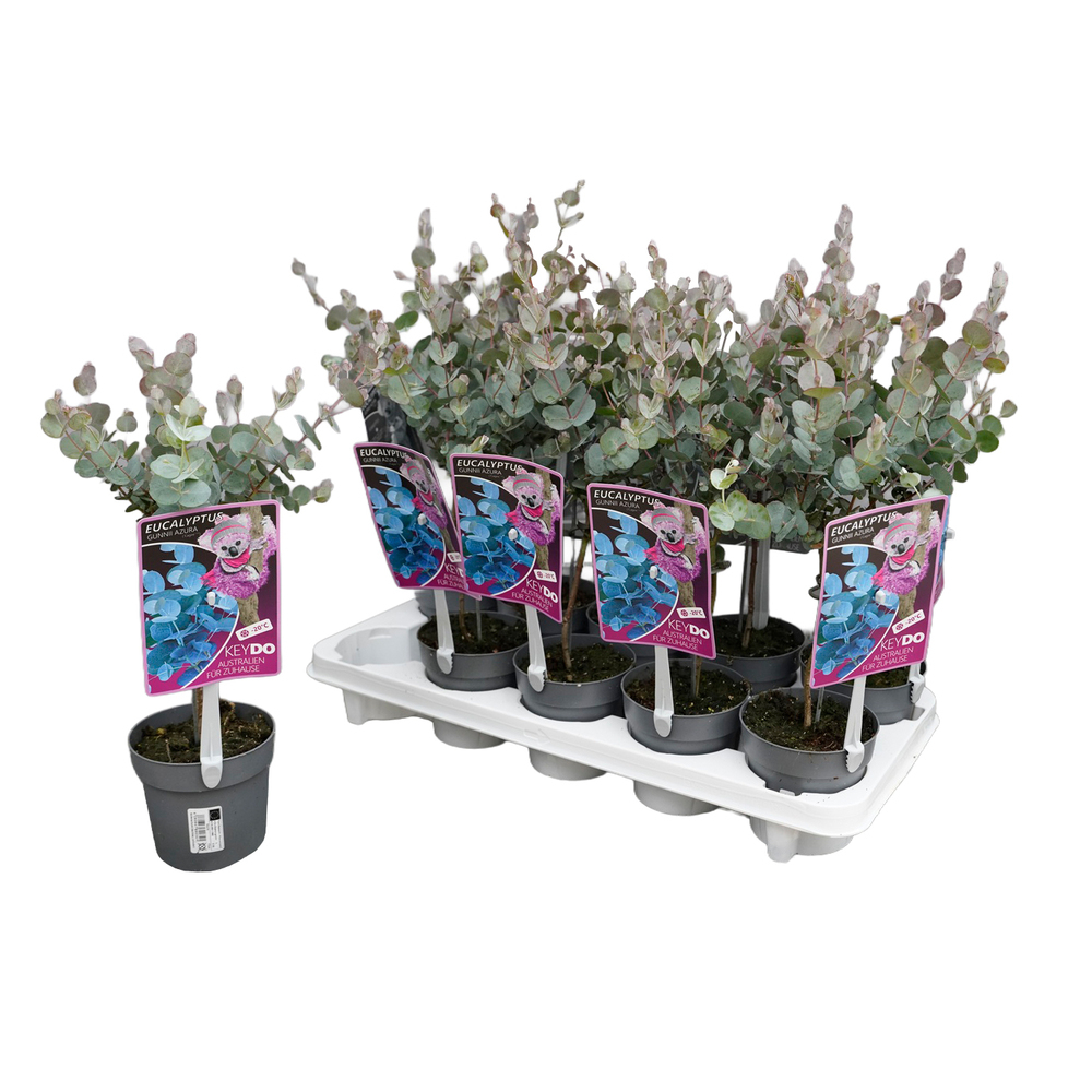 Eucalyptus gunnii azura