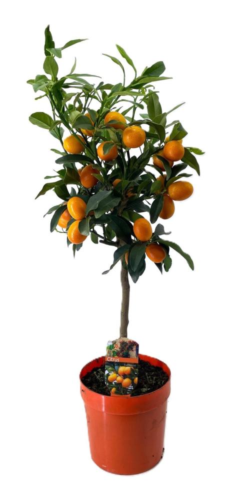 citrus