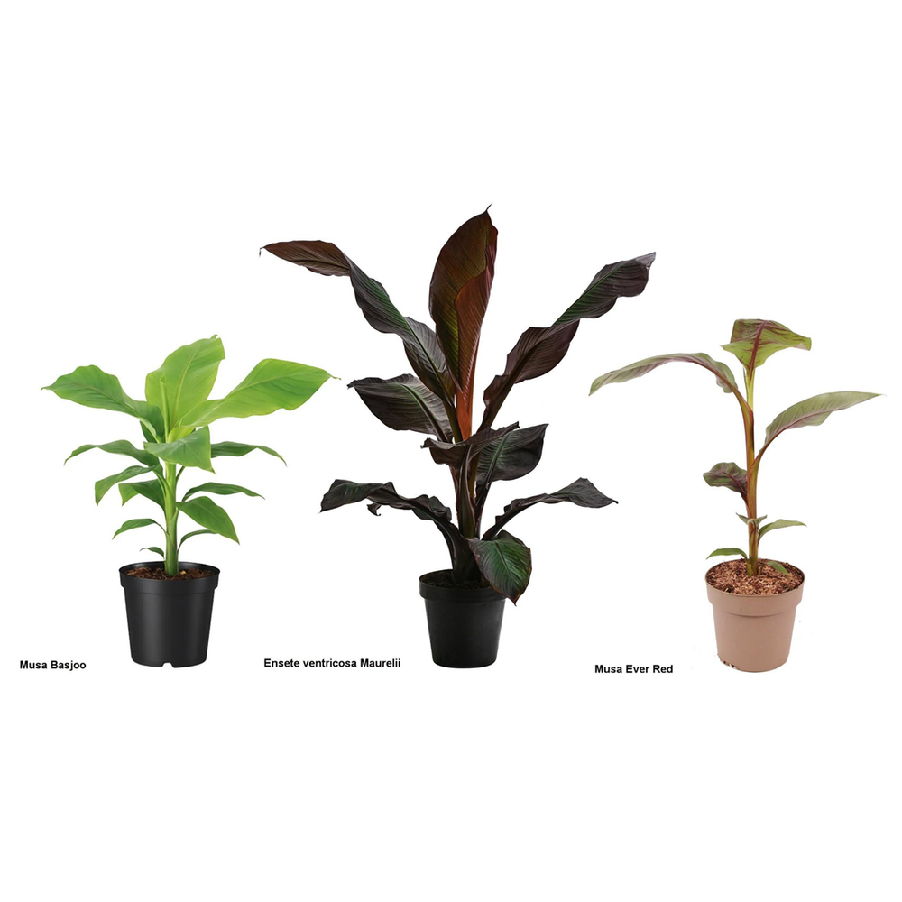 plantes méditerranéennes