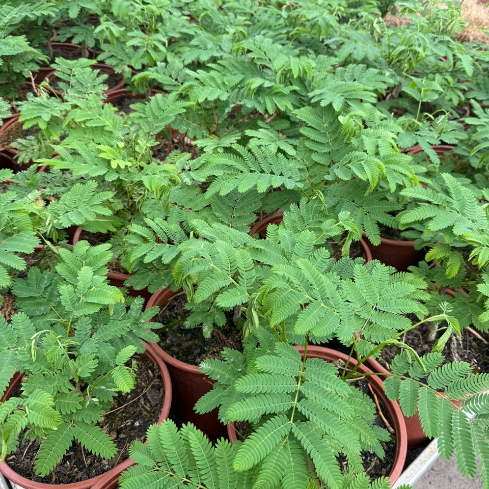 Albizia