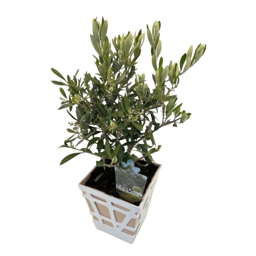 olea europaea
