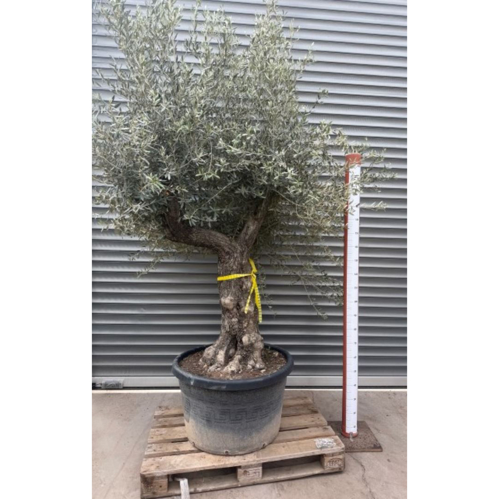 Olea europaea