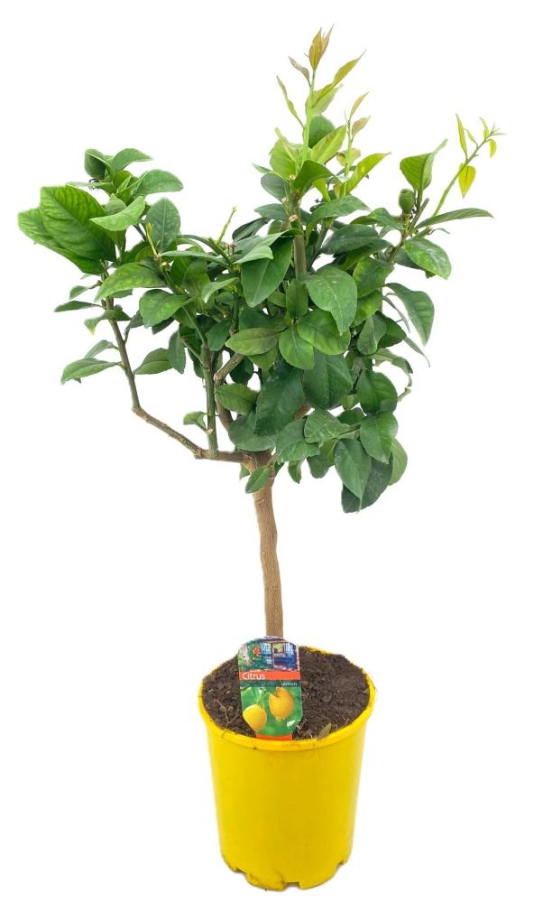 citrus