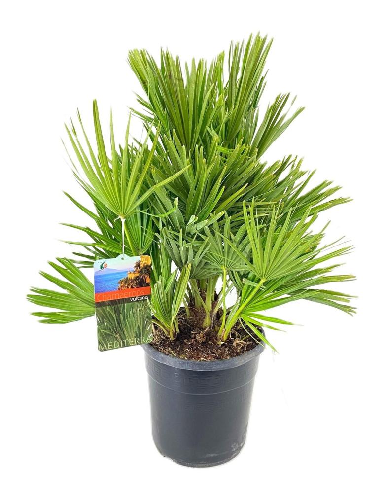 chamaerops